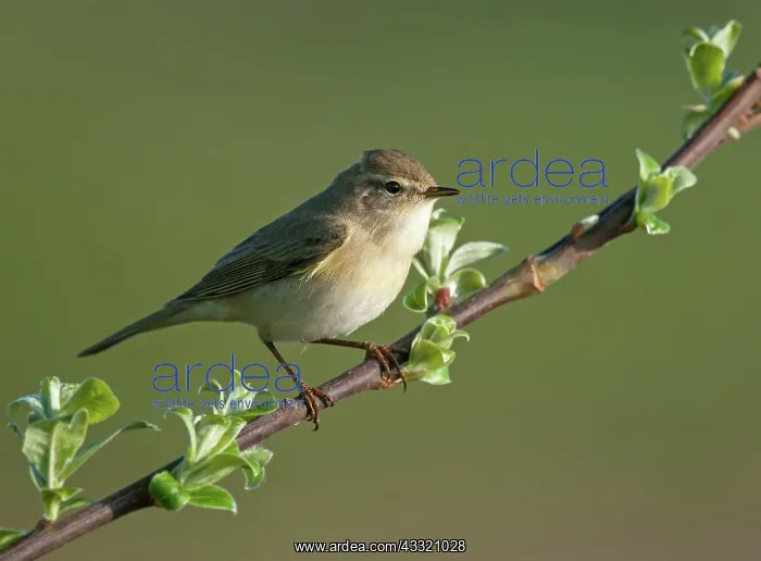 : Willow Warbler : Willow Warbler