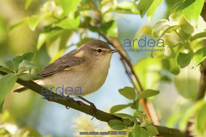  : Willow Warbler
