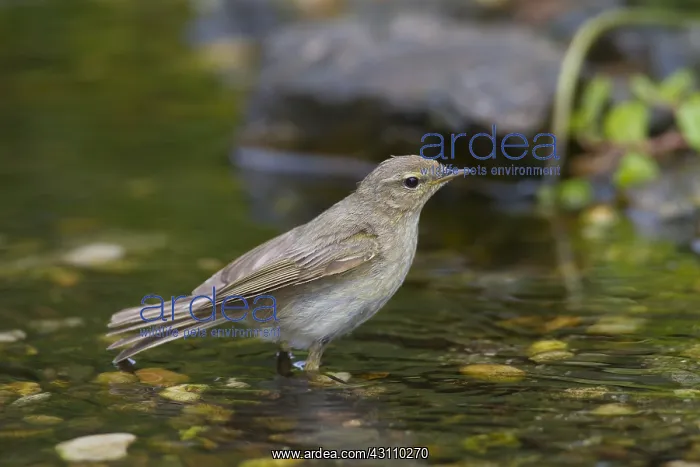 : Willow Warbler - adult bird bathing - Germany : Willow Warbler - adult bird bathing - Germany