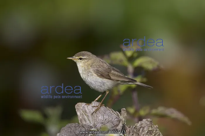 : Willow Warbler - adult bird - Germany : Willow Warbler - adult bird - Germany