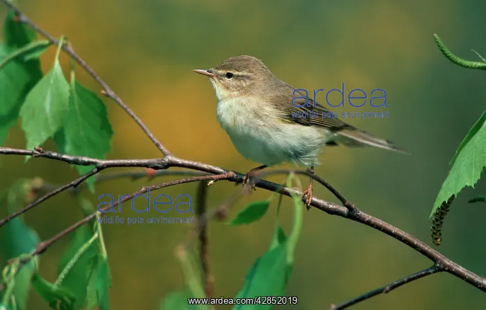 : Willow WARBLER in birch - in Spring : Willow WARBLER in birch - in Spring
