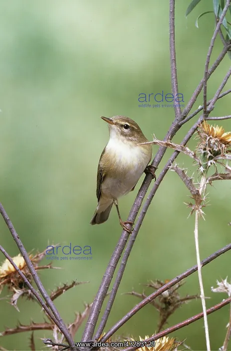 : WILLOW WARBLER - on branch : WILLOW WARBLER - on branch