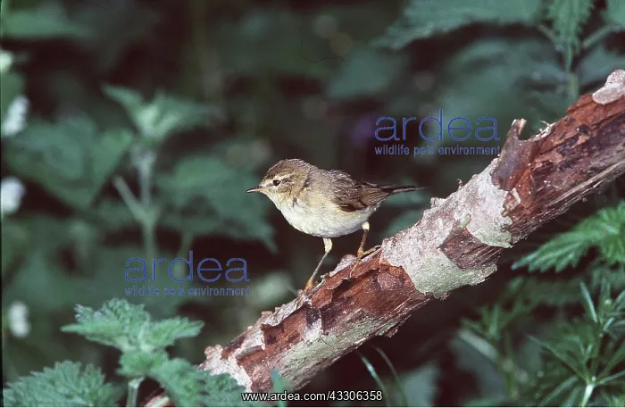 : WILLOW WARBLER - on branch : WILLOW WARBLER - on branch