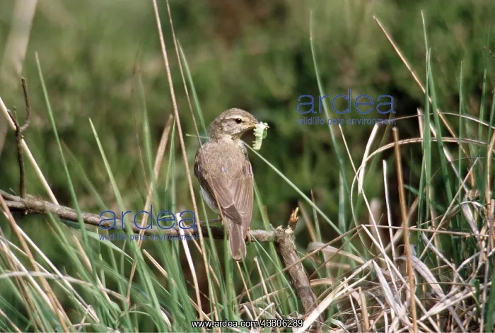 : WILLOW WARBLER - with caterpillar / larvae in beak : WILLOW WARBLER - with caterpillar / larvae in beak
