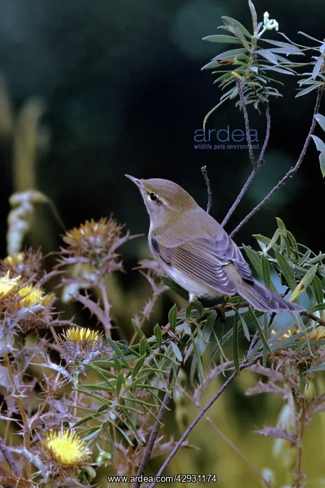  : Willow Warbler - first winter