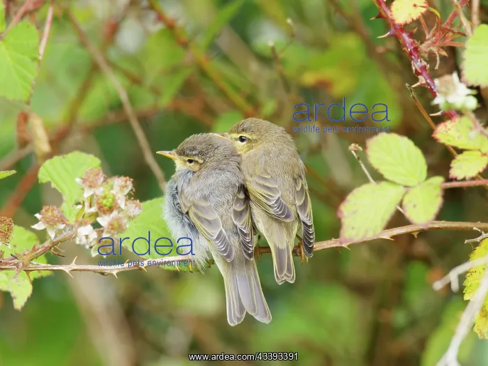 : Willow Warbler - two fledglings Phylloscopus trochilus : Willow Warbler - two fledglings Phylloscopus trochilus