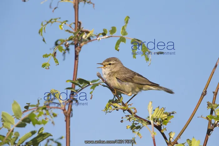 : Willow Warbler - male singing from a bush, Island : Willow Warbler - male singing from a bush, Island