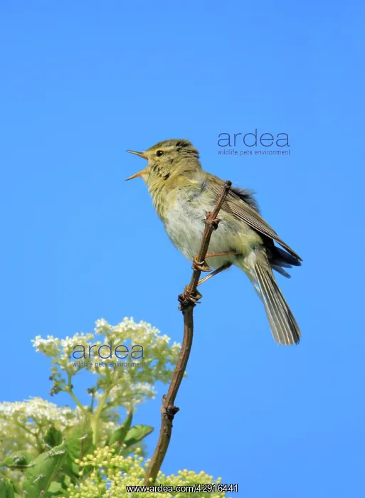 : Willow Warbler - male, singing from flowering Elderberry : Willow Warbler - male, singing from flowering Elderberry