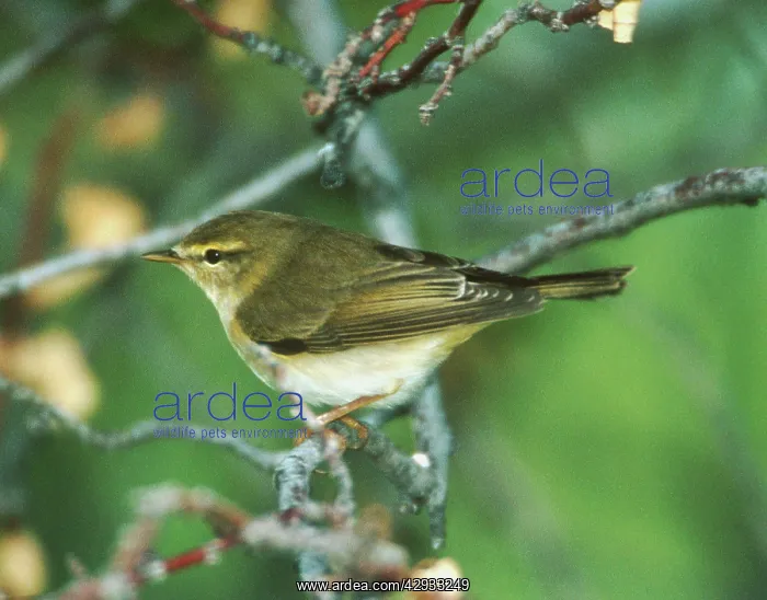 : Willow Warbler - May : Willow Warbler - May