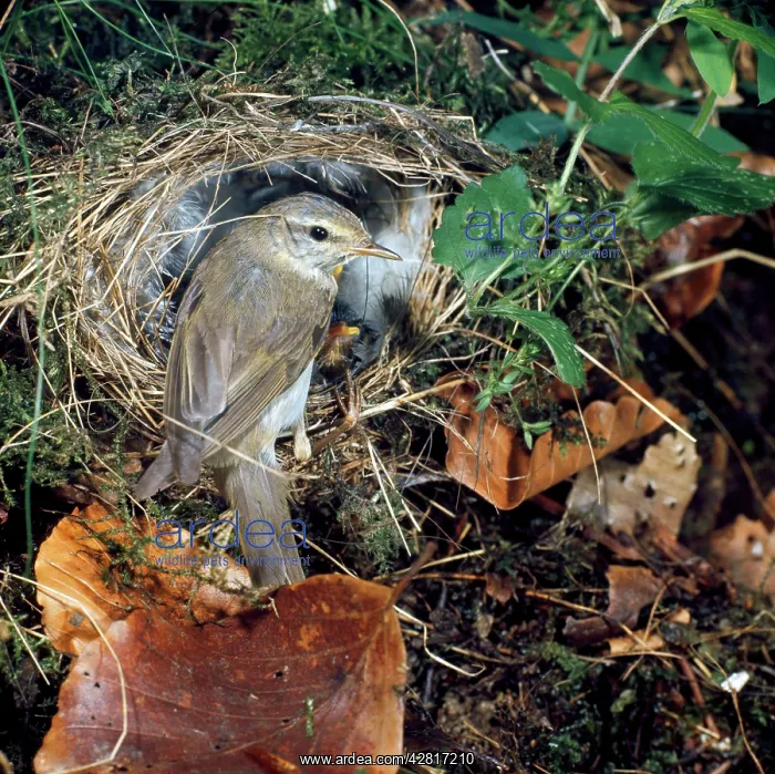 : Willow Warbler - at nest : Willow Warbler - at nest