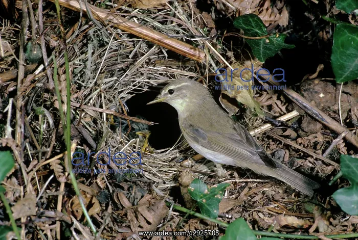  : Willow Warbler - at nest with young