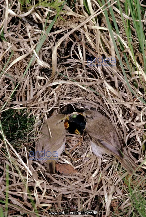 : Willow Warbler - at nest with young : Willow Warbler - at nest with young