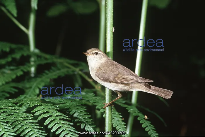 : WILLOW WARBLER - perched on branch : WILLOW WARBLER - perched on branch