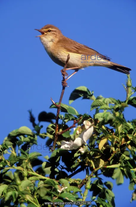 : Willow WARBLER - perched on high branch : Willow WARBLER - perched on high branch