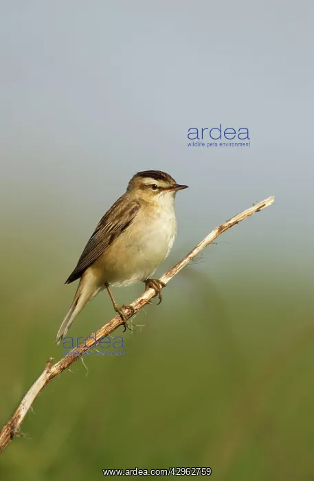 : Willow Warbler - perched on vegetation in the early : Willow Warbler - perched on vegetation in the early
