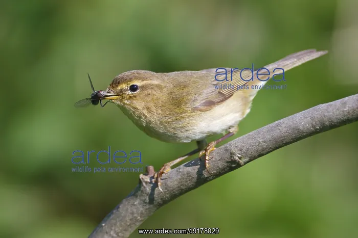 : Willow Warbler (Phylloscopus trochilus) : Willow Warbler (Phylloscopus trochilus)