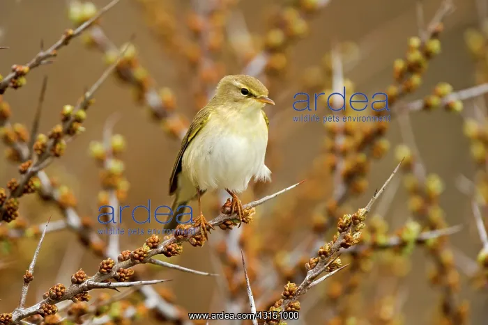 : Willow warbler (Phylloscopus trochilus) resting : Willow warbler (Phylloscopus trochilus) resting