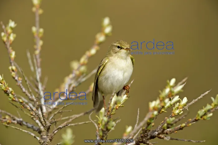 : Willow warbler (Phylloscopus trochilus) resting : Willow warbler (Phylloscopus trochilus) resting