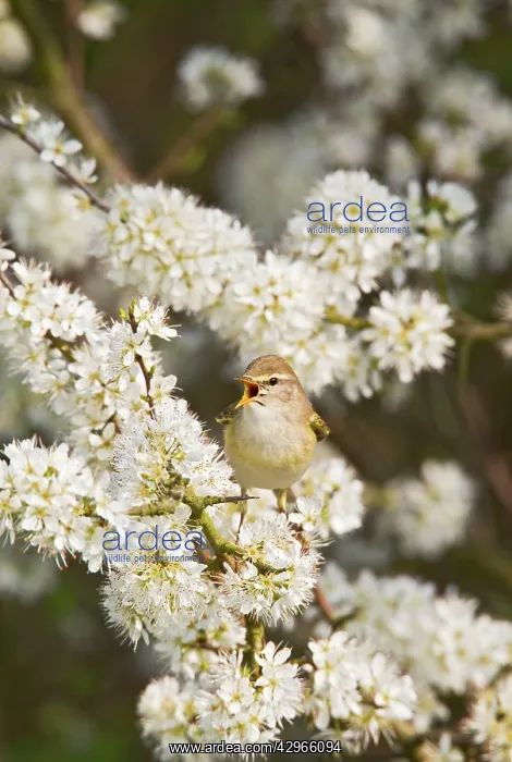 : Willow Warbler - singing from Blackthorn blossom : Willow Warbler - singing from Blackthorn blossom