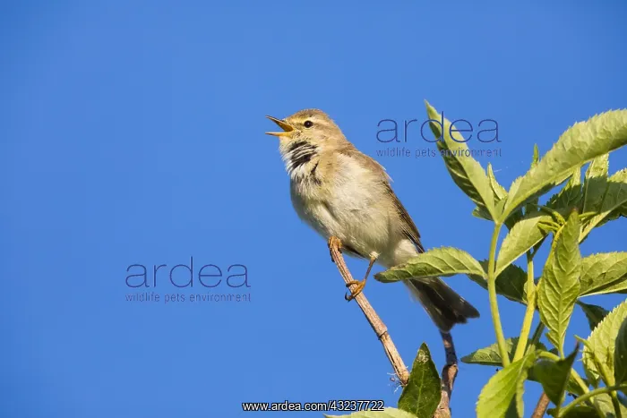 : Willow Warbler - singing from bush, North Hessen, Germany : Willow Warbler - singing from bush, North Hessen, Germany