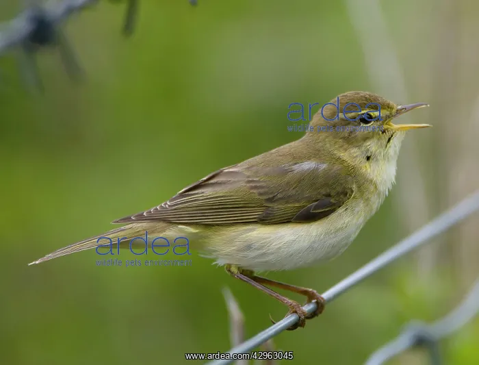 : Willow Warbler - in song : Willow Warbler - in song