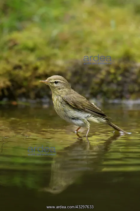 : Willow Warbler - standing in woodland pool bathing : Willow Warbler - standing in woodland pool bathing