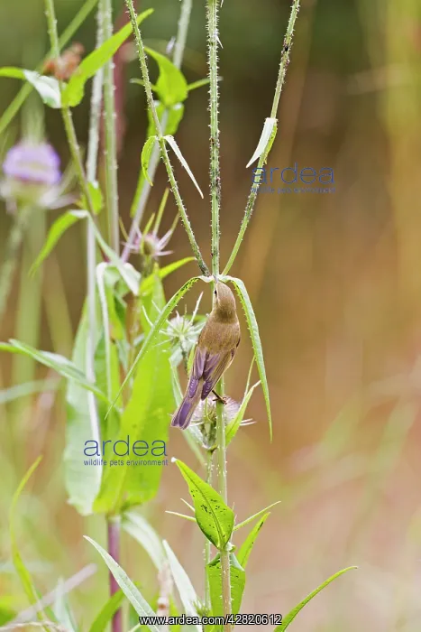 : Willow Warbler - taking Black Fly from teasel : Willow Warbler - taking Black Fly from teasel
