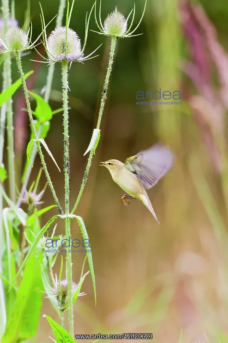 : Willow Warbler - taking Black Fly from teasel : Willow Warbler - taking Black Fly from teasel