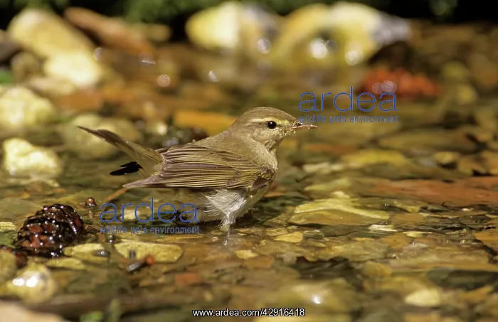 : Willow Warbler - in water : Willow Warbler - in water