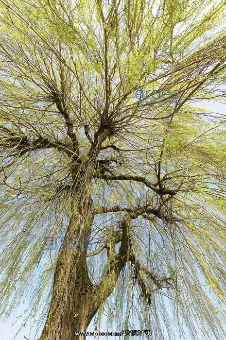 : Willow, Weeping Willow, Salix babylonica, Looking up through : Willow, Weeping Willow, Salix babylonica, Looking up through
