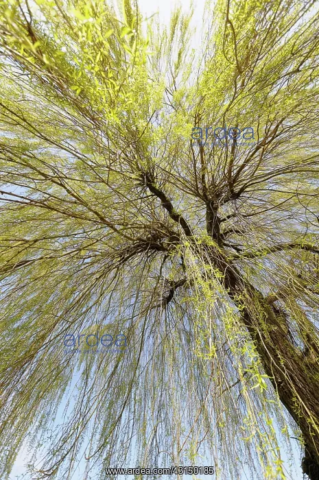 : Willow, Weeping Willow, Salix babylonica, Looking up through : Willow, Weeping Willow, Salix babylonica, Looking up through