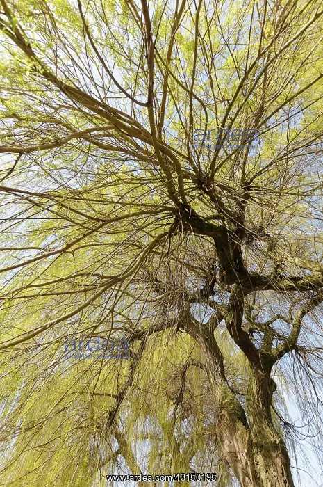 : Willow, Weeping Willow, Salix babylonica, Looking up through : Willow, Weeping Willow, Salix babylonica, Looking up through