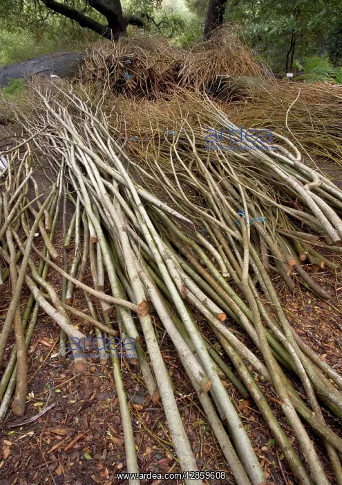 : Willow Withies - Piles, ready for use in making : Willow Withies - Piles, ready for use in making