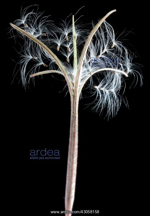  : Willowherb