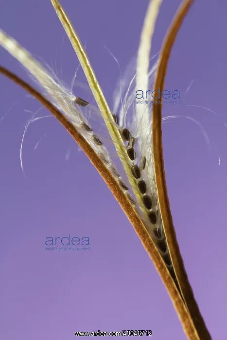 : Willowherb, Broadleaved willowherb : Willowherb, Broadleaved willowherb