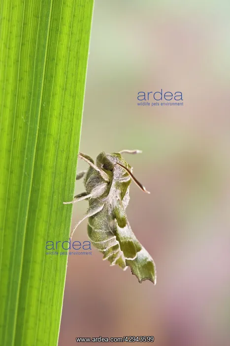 : Willowherb Hawkmoth : Willowherb Hawkmoth