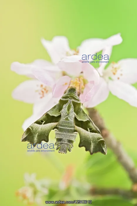 : Willowherb Hawkmoth : Willowherb Hawkmoth