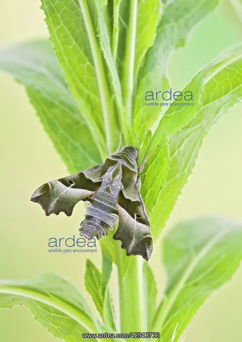 : Willowherb Hawkmoth : Willowherb Hawkmoth