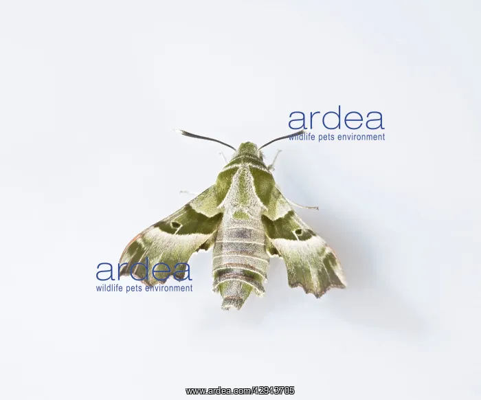 : Willowherb Hawkmoth - rare in UK : Willowherb Hawkmoth - rare in UK