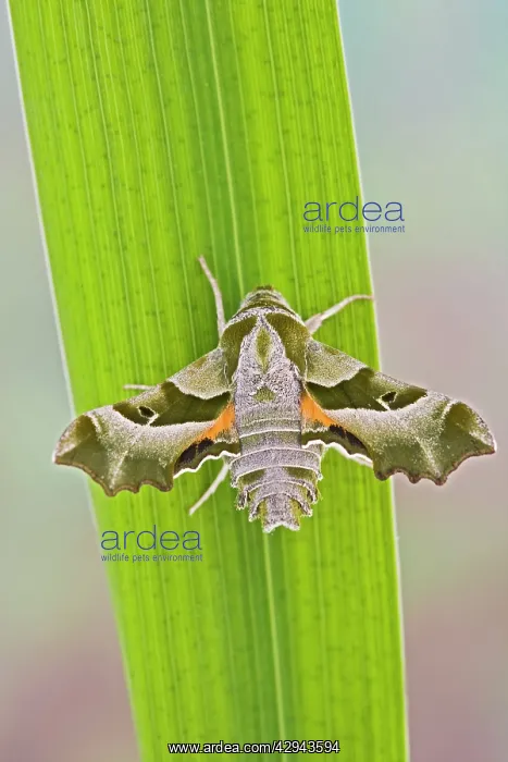  : Willowherb Hawkmoth wings open - rare in UK