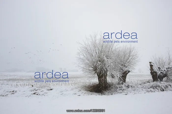 : Willows (Salix sp.) in a winter landscape, The : Willows (Salix sp.) in a winter landscape, The