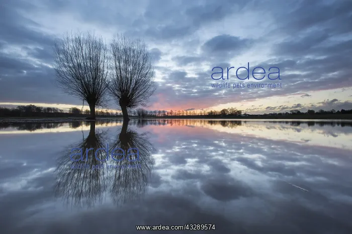 : Two Willows (Salix) standing in the water at su : Two Willows (Salix) standing in the water at su