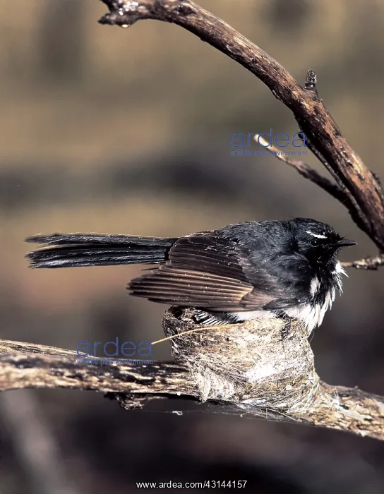 : Willy Wagtail brooding chicks : Willy Wagtail brooding chicks