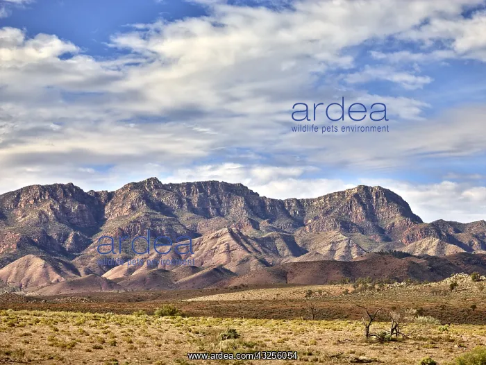 : Wilpena pound ranges, flinders ranges nat. park : Wilpena pound ranges, flinders ranges nat. park