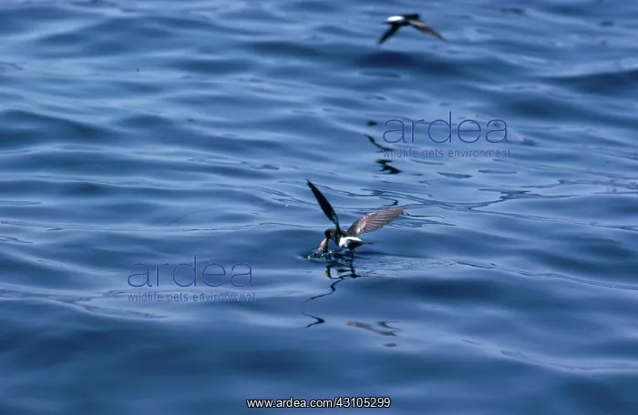 : Wilson's Petrel : Wilson's Petrel