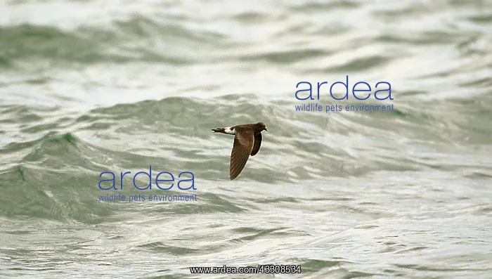  : WILSON'S PETREL - IN FLIGHT
