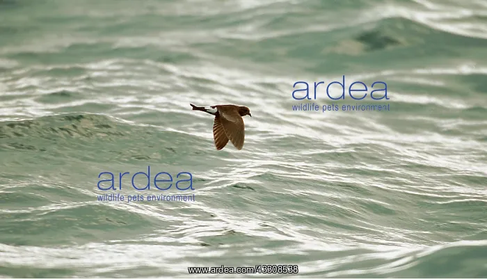 : WILSON'S PETREL - IN FLIGHT : WILSON'S PETREL - IN FLIGHT