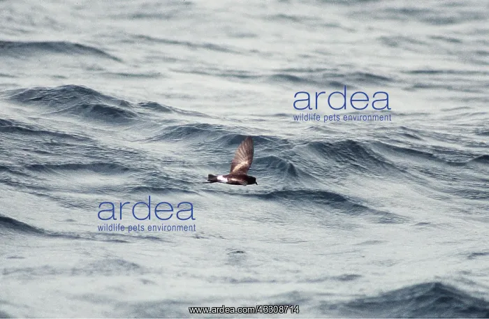 : WILSON'S PETREL - in flight, over sea : WILSON'S PETREL - in flight, over sea