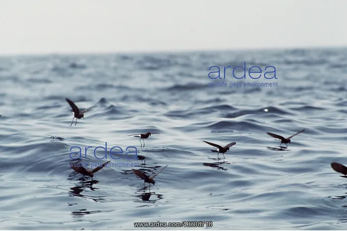 : WILSON'S PETRELS - group in flight over sea : WILSON'S PETRELS - group in flight over sea