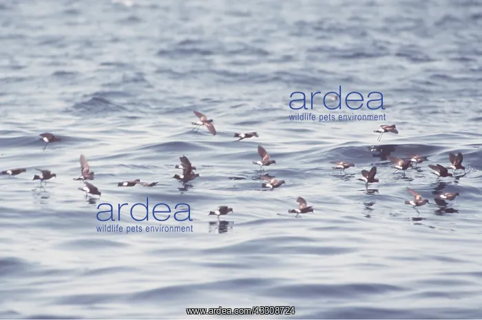 : WILSON'S PETRELS - group, in flight over sea : WILSON'S PETRELS - group, in flight over sea